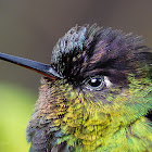 Fiery-throated Hummingbird (Colibrí, gorrión, colibrí garganta de fuego)