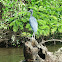 Little blue Heron