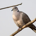 Eurasian collared dove