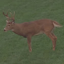 Deer with HUGE Horn thingies!!