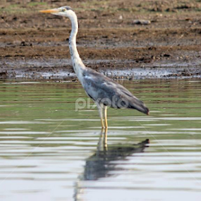 Grey Heron by Neeta Shetty - Animals Birds