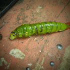 cattepillar