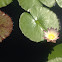 Yellow Water Lily