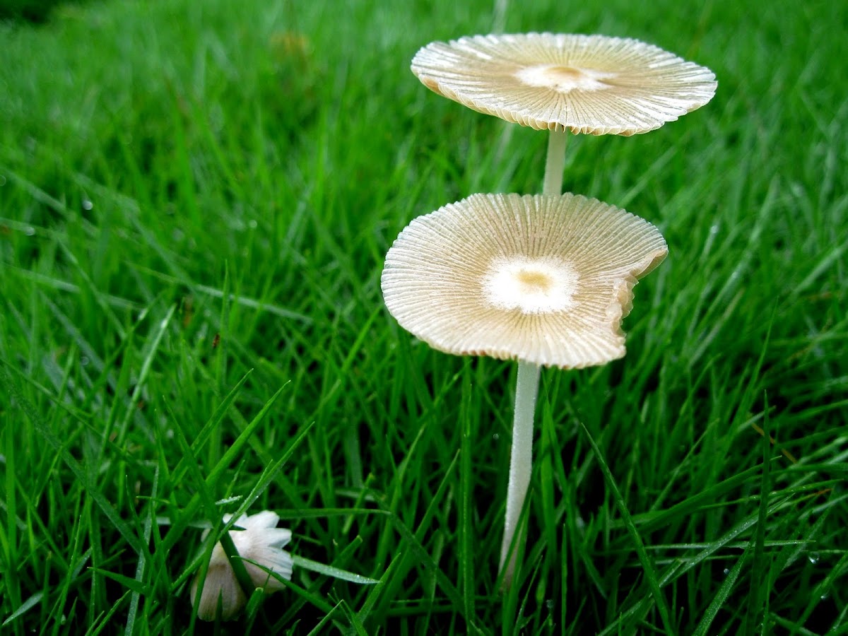 Japanese Parasol mushroom