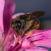 Abelha-europeia(Bee)