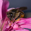 Abelha-europeia(Bee)