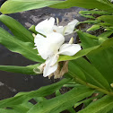 Ginger lily