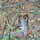 Indian cobra