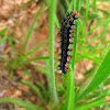 Common buckeye caterpillar