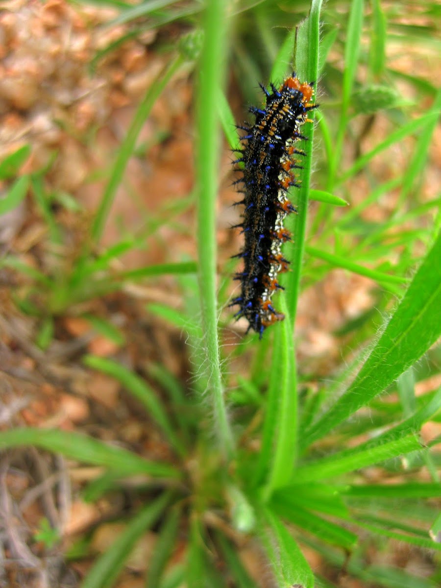 Common buckeye caterpillar