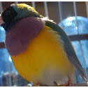 The Gouldian Finch