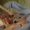 Duiker