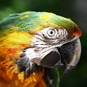 Animals Photo logo