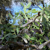 Prickly Pear Cactus Tree