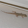 Moorish/Crocodile Gecko
