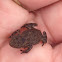 American  Toad