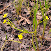 Plantain-leafed buttercup