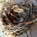 Cardinal nest