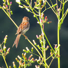 Field Sparrow