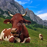 by Johana Starová -  