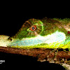Sri lankan leaf-nosed lizard