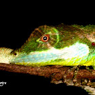 Sri lankan leaf-nosed lizard