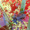 Baja tree frog laying eggs