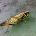 Roesel's bush-cricket (long-winged form)