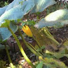 Zucchini flower