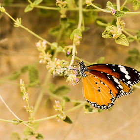lovely  butterfly  by Mustafa Gulzari - Animals Insects & Spiders