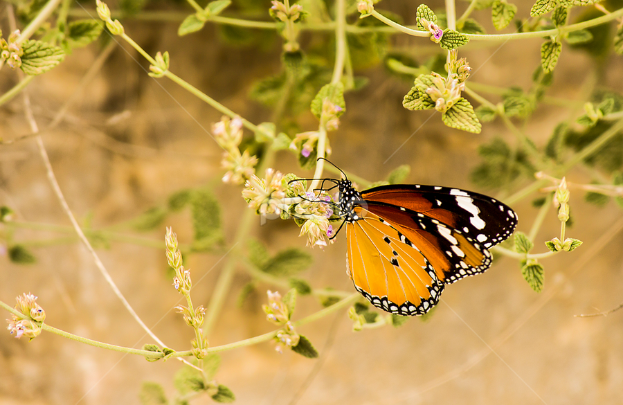 lovely  butterfly  by Mustafa Gulzari - Animals Insects & Spiders
