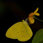 Three Spot Grass Yellow - Butterfly