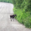 Eastern moose