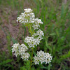 Northern Bedstraw