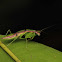 Praying Mantis (Sub Adult)