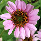 Purple Cone Flower