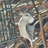 White-breasted Nuthatch ♂