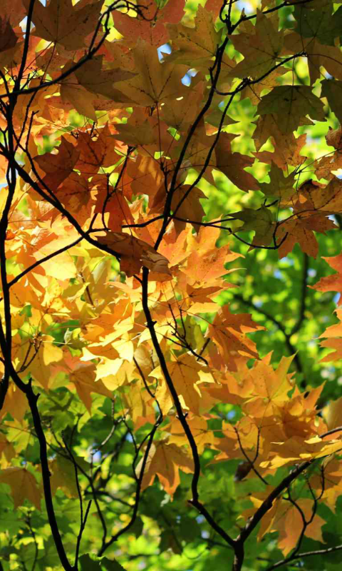 Autumn Wallpaper Screen 3