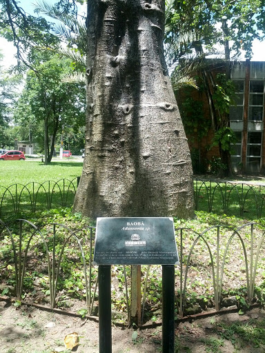 Baobab of UFPE