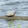 Common (Northern) Map Turtle