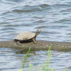 Common (Northern) Map Turtle