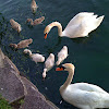 Mute Swans and Cygnets