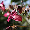 Himalayan Balsam