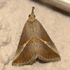 Noctuid Moth - Hypeninae