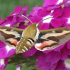 Bedstraw Hawk-Moth