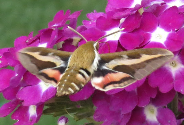 Hawk moths in Southeast Alaska