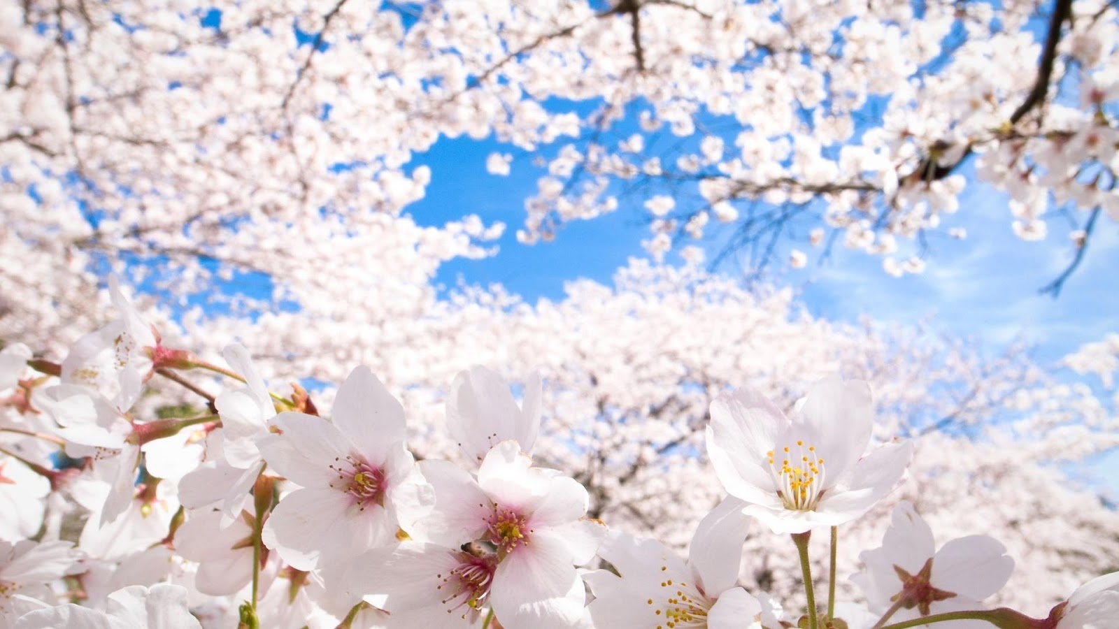 Cherry Blossom Wallpaper Apl Android Di Google Play