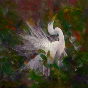 mating call by Scott Bennett - Painting All Painting