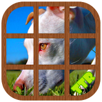 Pitbull Sliding Puzzle APK Icono