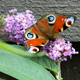 Butterflies & Moths of the UK